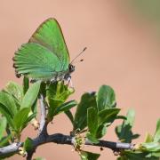 Callophrys rubi (Linnaeus, 1758) - Argus vert, Thécla de la Ronce