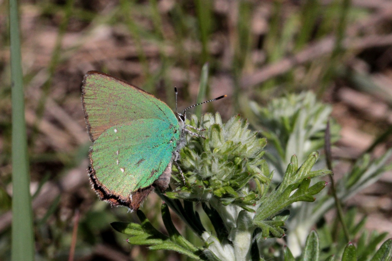 Callophrys rubi (Linnaeus, 1758) - Argus vert, Thécla de la Ronce