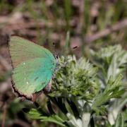 Callophrys rubi (Linnaeus, 1758) - Argus vert, Thécla de la Ronce