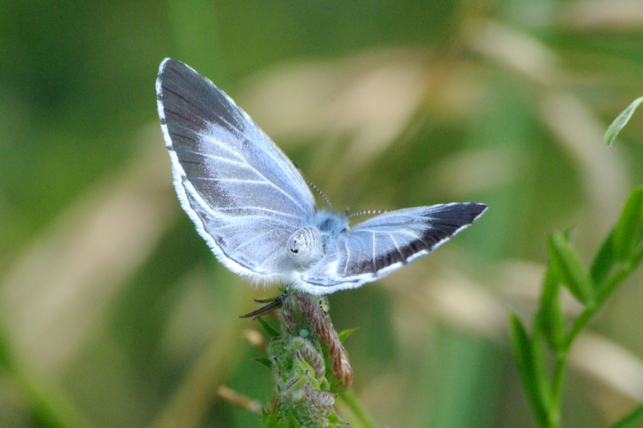 Celastrina argiolus (Linnaeus, 1758) - Azuré des Nerpruns, Argus à bande noire (ponte)