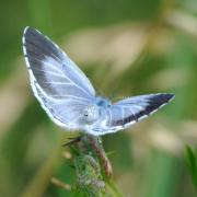 Celastrina argiolus (Linnaeus, 1758) - Azuré des Nerpruns, Argus à bande noire (ponte)