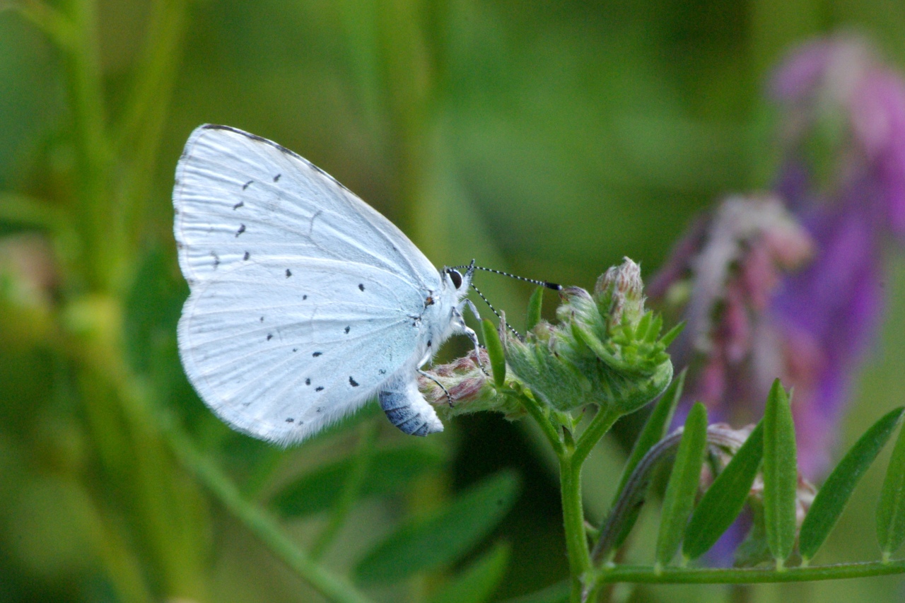 Celastrina argiolus (Linnaeus, 1758) - Azuré des Nerpruns, Argus à bande noire (femelle)