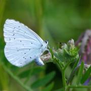 Celastrina argiolus (Linnaeus, 1758) - Azuré des Nerpruns, Argus à bande noire (femelle)