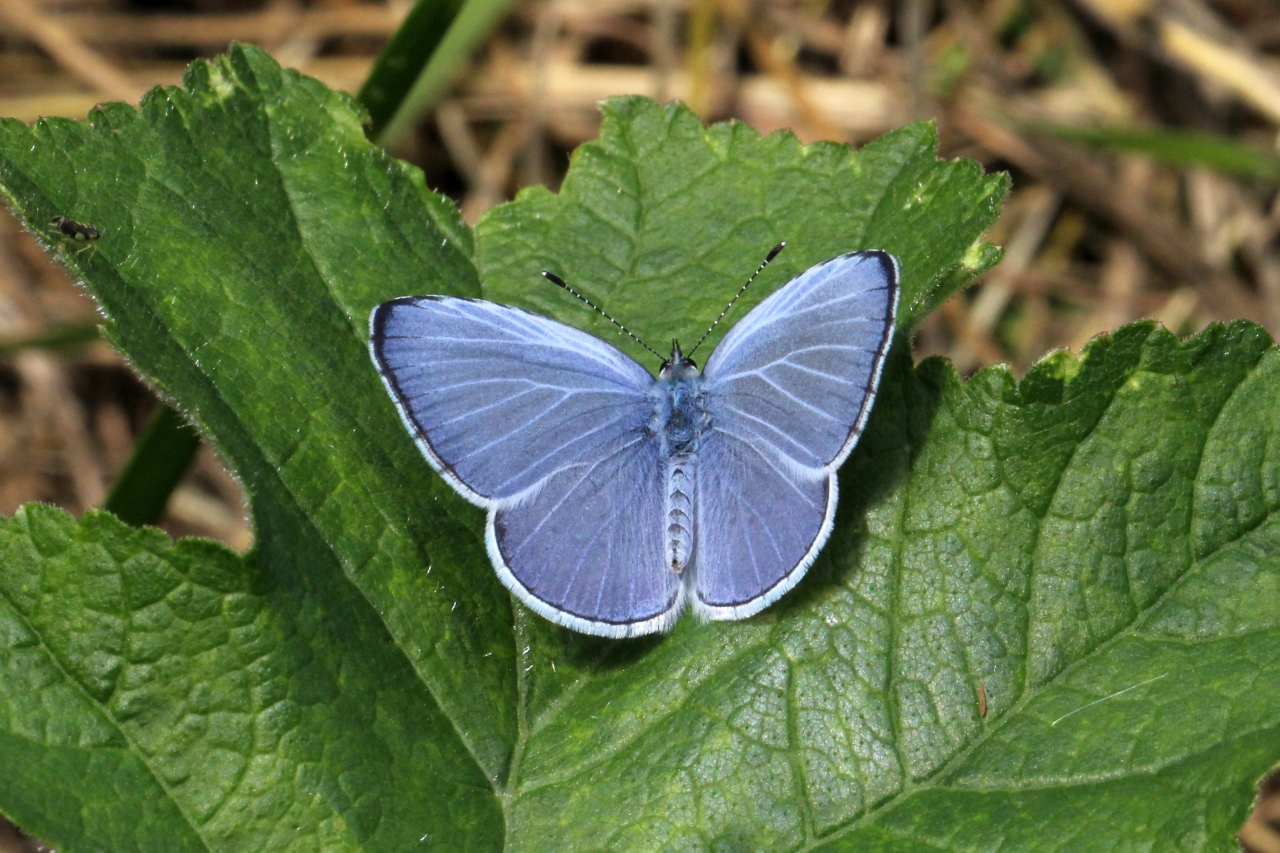 Celastrina argiolus (Linnaeus, 1758) - Azuré des Nerpruns, Argus à bande noire (mâle)