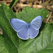 Celastrina argiolus (Linnaeus, 1758) - Azuré des Nerpruns, Argus à bande noire (mâle)