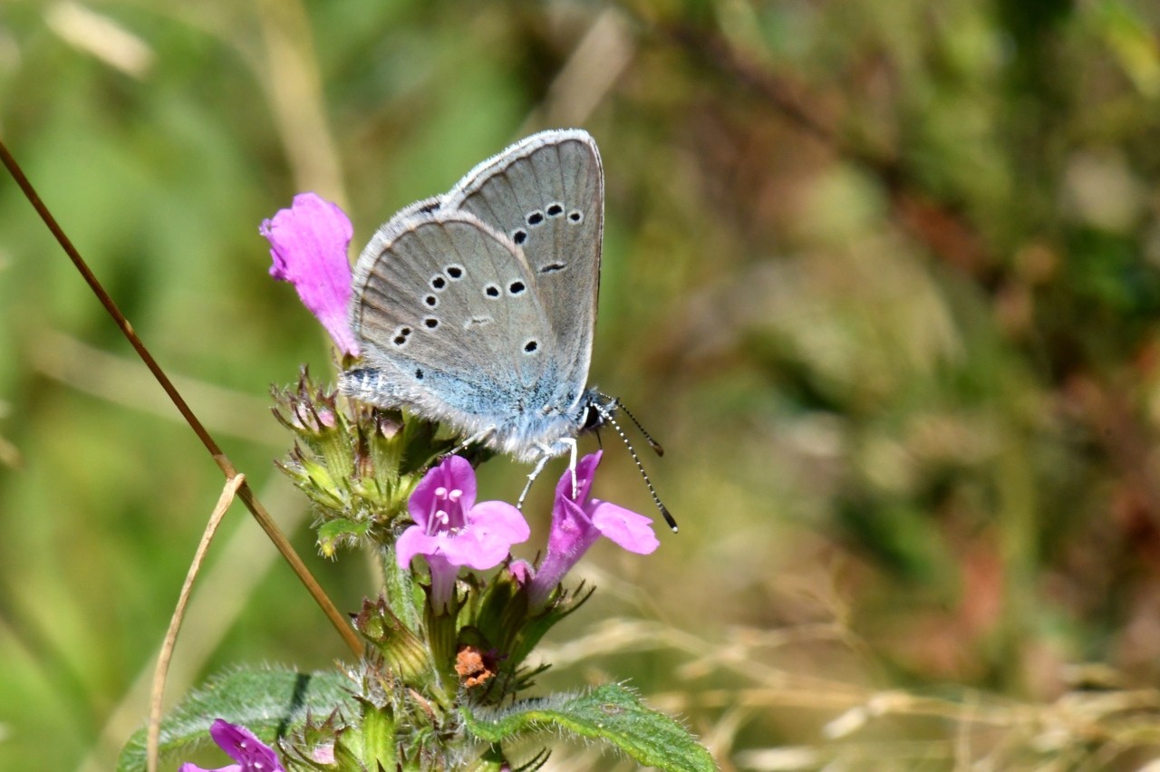 Cyaniris semiargus (Rottemburg, 1775) - Demi-Argus, Azuré des Anthyllides 