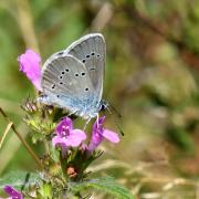 Cyaniris semiargus (Rottemburg, 1775) - Demi-Argus, Azuré des Anthyllides 