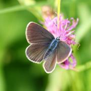 Cyaniris semiargus (Rottemburg, 1775) - Demi-Argus, Azuré des Anthyllides (femelle)