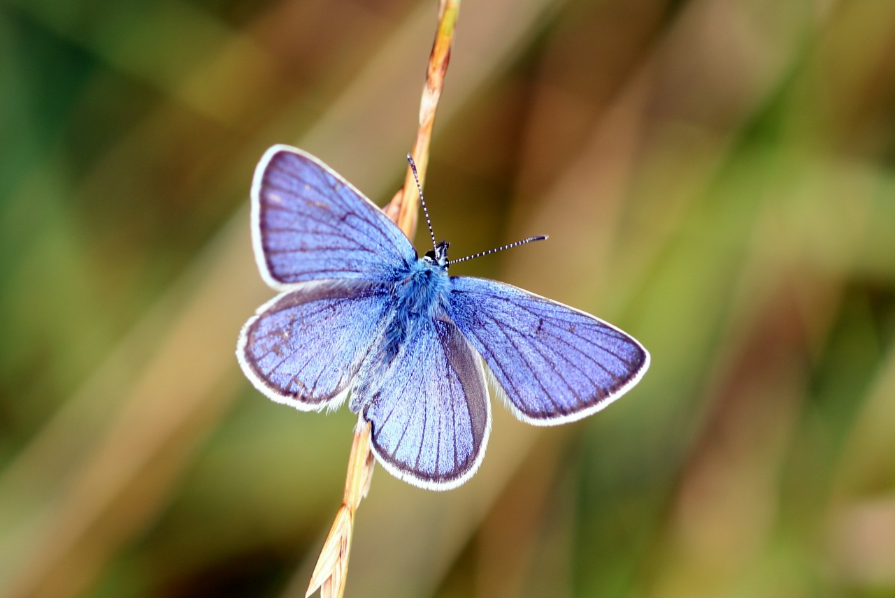 Cyaniris semiargus (Rottemburg, 1775) - Demi-Argus, Azuré des Anthyllides (mâle)