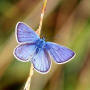 Cyaniris semiargus (Rottemburg, 1775) - Demi-Argus, Azuré des Anthyllides (mâle)