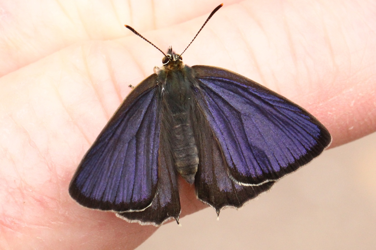 Quercusia quercus (Linnaeus, 1758) - Thécla du Chêne 