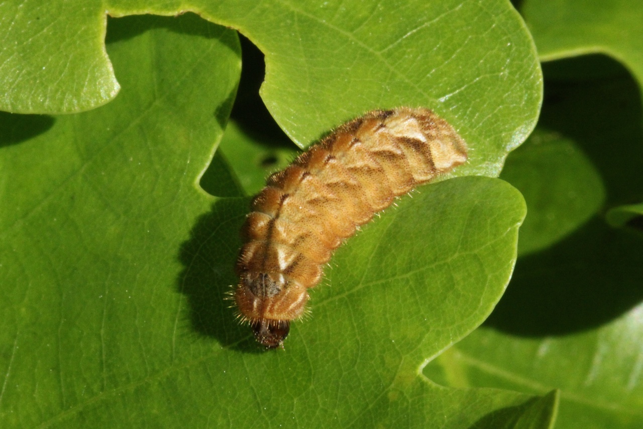 Quercusia quercus (Linnaeus, 1758) - Thécla du Chêne (chenille)