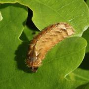 Quercusia quercus (Linnaeus, 1758) - Thécla du Chêne (chenille)