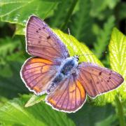 Lycaena alciphron (Rottemburg, 1775) - Cuivré mauvin, Cuivré flamboyant (mâle)