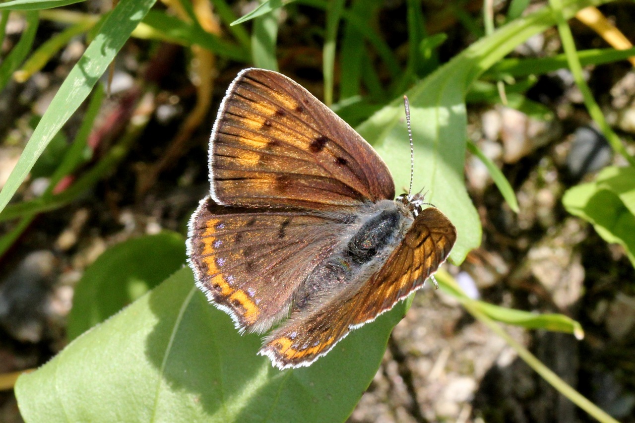 Lycaena alciphron (Rottemburg, 1775) - Cuivré mauvin, Cuivré flamboyant (femelle)