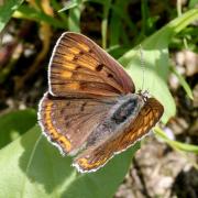 Lycaena alciphron (Rottemburg, 1775) - Cuivré mauvin, Cuivré flamboyant (femelle)