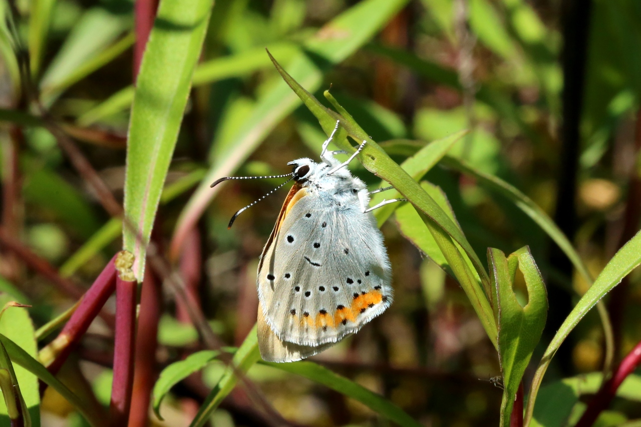 Lycaena dispar (Haworth, 1802) - Cuivré des marais, Grand Cuivré (émergence d'une femelle)