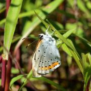 Lycaena dispar (Haworth, 1802) - Cuivré des marais, Grand Cuivré (émergence d'une femelle)