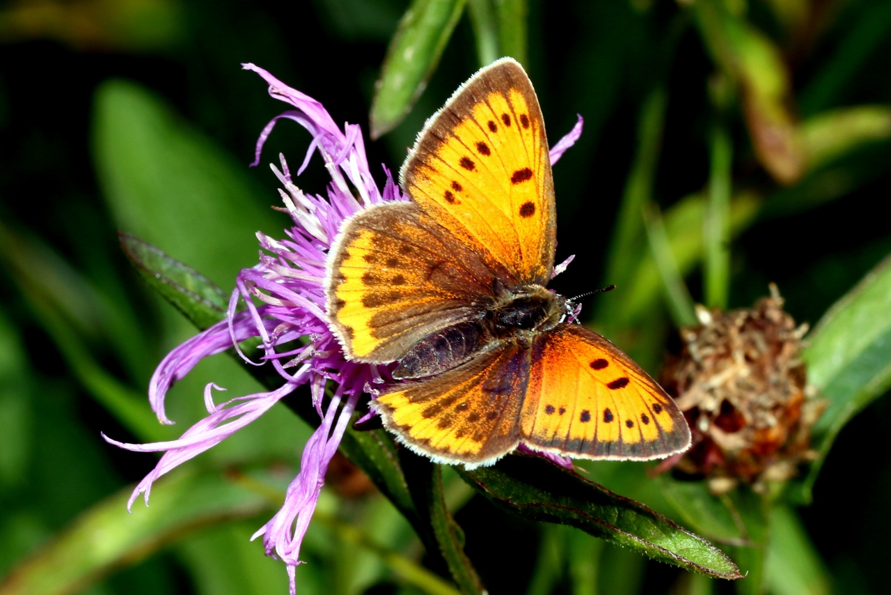 Lycaena dispar (Haworth, 1802) - Cuivré des marais, Grand Cuivré (femelle)