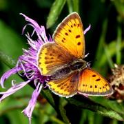 Lycaena dispar (Haworth, 1802) - Cuivré des marais, Grand Cuivré (femelle)