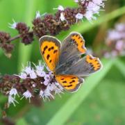 Lycaena phlaeas (Linnaeus, 1760) - Bronzé, Cuivré commun