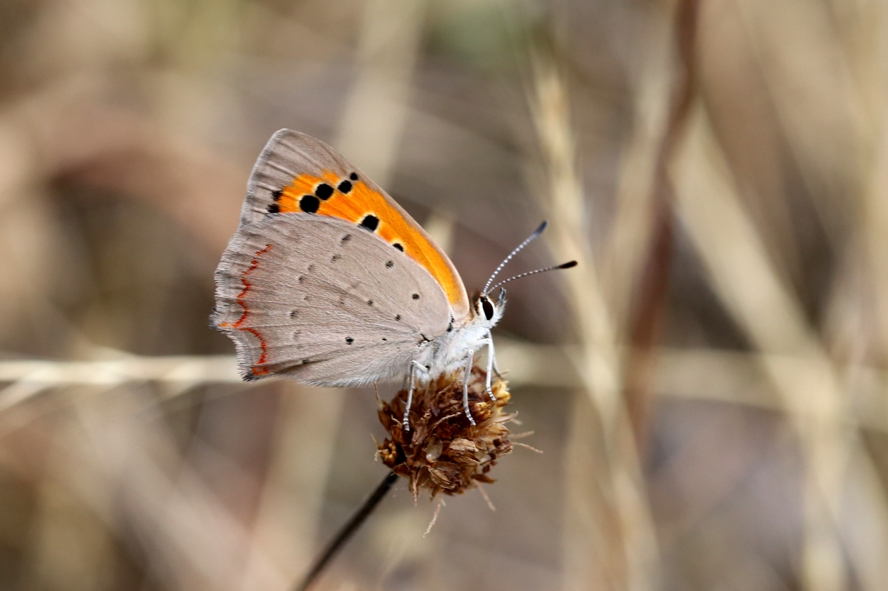 Lycaena phlaeas (Linnaeus, 1760) - Bronzé, Cuivré commun