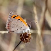 Lycaena phlaeas (Linnaeus, 1760) - Bronzé, Cuivré commun