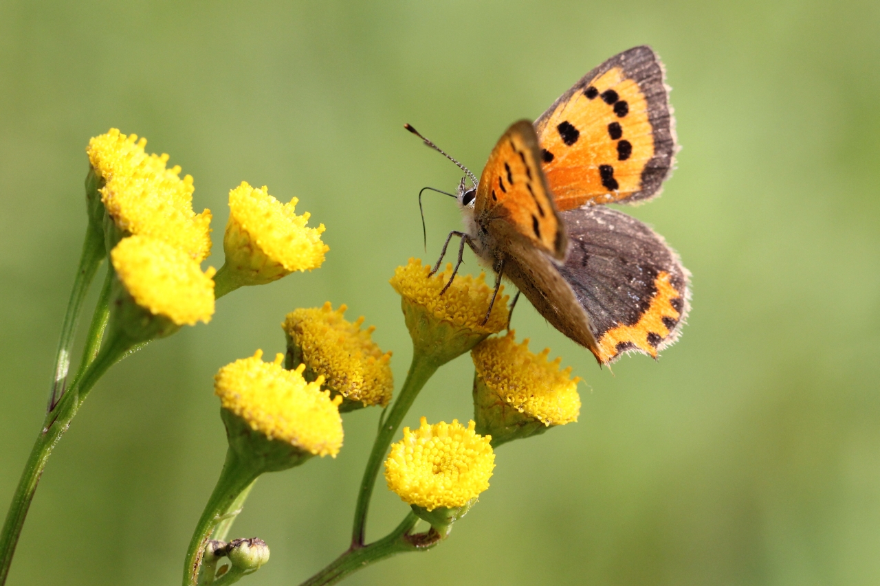 Lycaena phlaeas (Linnaeus, 1760) - Bronzé, Cuivré commun (mâle)