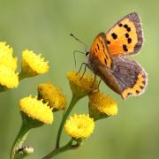 Lycaena phlaeas (Linnaeus, 1760) - Bronzé, Cuivré commun (mâle)