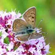 Lycaena tityrus (Poda, 1761) - Argus myope, Cuivré fuligineux 