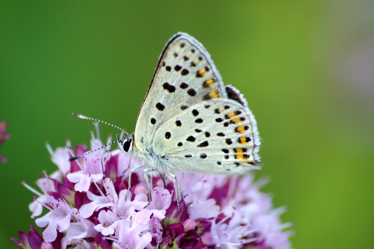 Lycaena tityrus (Poda, 1761) - Argus myope, Cuivré fuligineux 