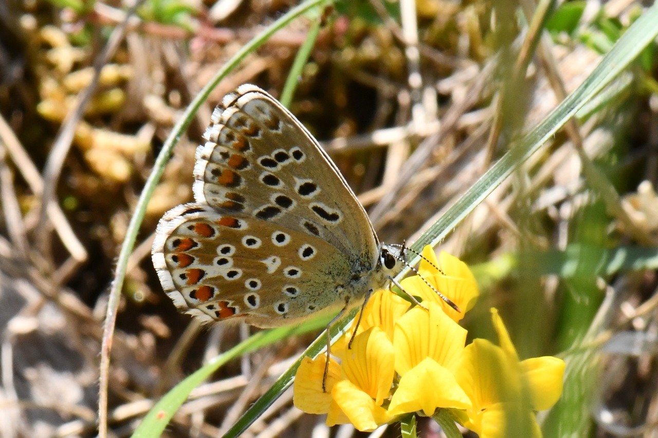 Lysandra bellargus (Rottemburg, 1775) - Bel-Argus, Azuré bleu céleste (femelle)