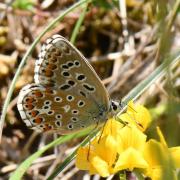 Lysandra bellargus (Rottemburg, 1775) - Bel-Argus, Azuré bleu céleste (femelle)