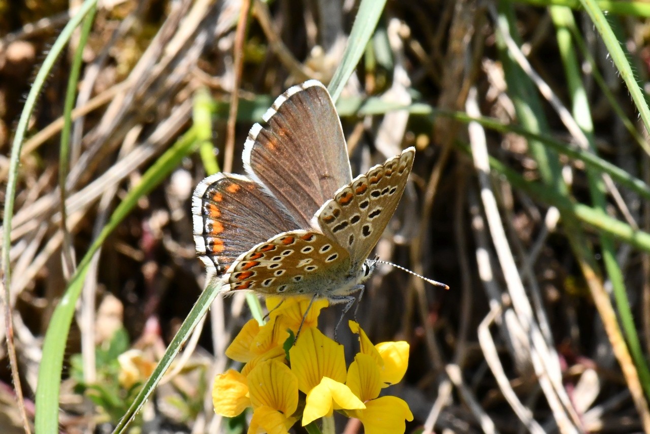 Lysandra bellargus (Rottemburg, 1775) - Bel-Argus, Azuré bleu céleste (femelle)