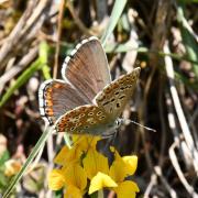 Lysandra bellargus (Rottemburg, 1775) - Bel-Argus, Azuré bleu céleste (femelle)