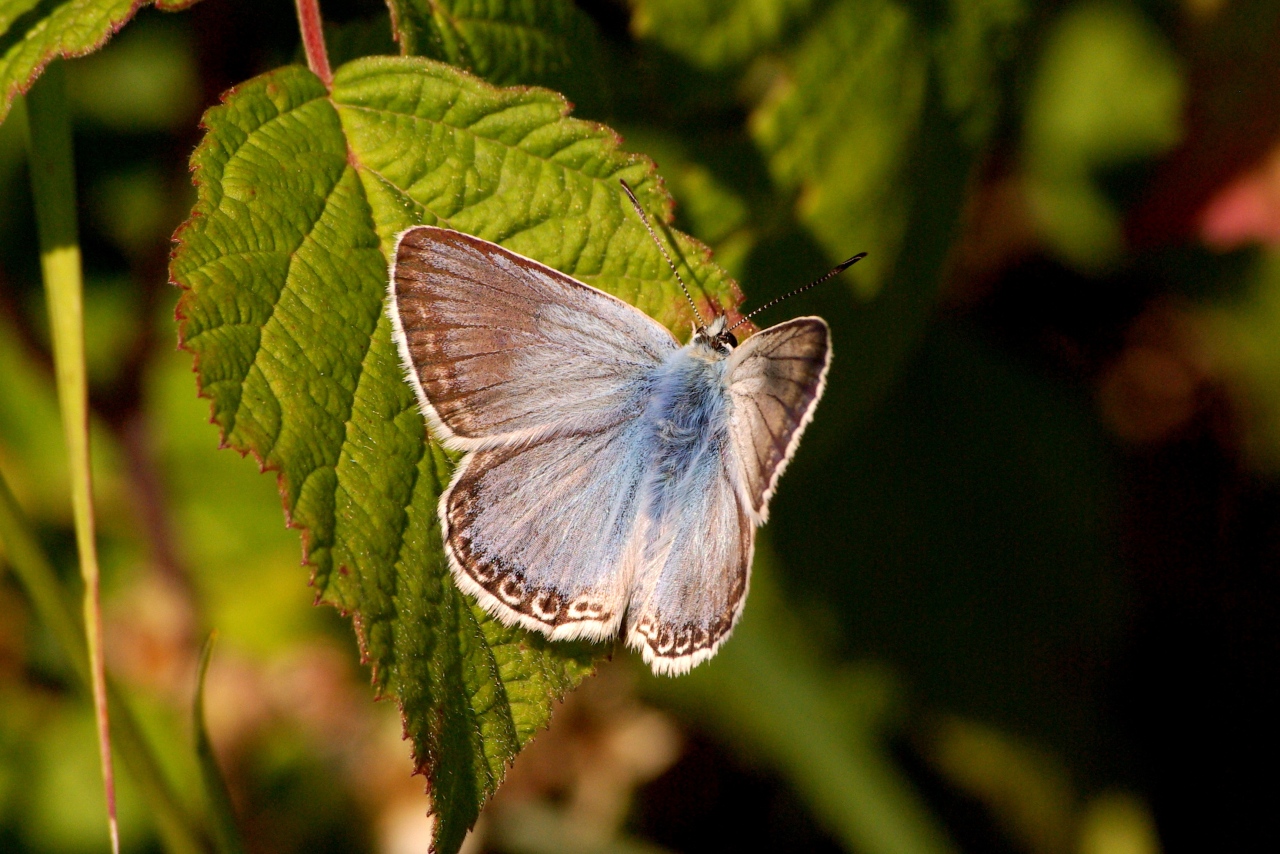 Lysandra coridon (Poda, 1761) - Argus bleu-nacré