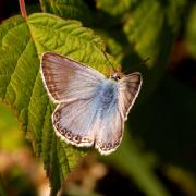 Lysandra coridon (Poda, 1761) - Argus bleu-nacré