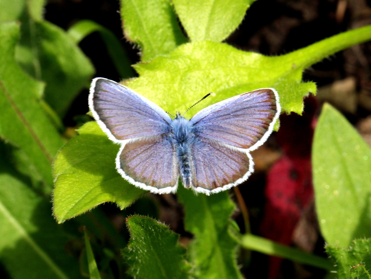 Plebejus argus (Linnaeus, 1758) - Azuré de l'Ajonc, Petit Argus (mâle)