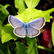 Plebejus argus (Linnaeus, 1758) - Azuré de l'Ajonc, Petit Argus (mâle)