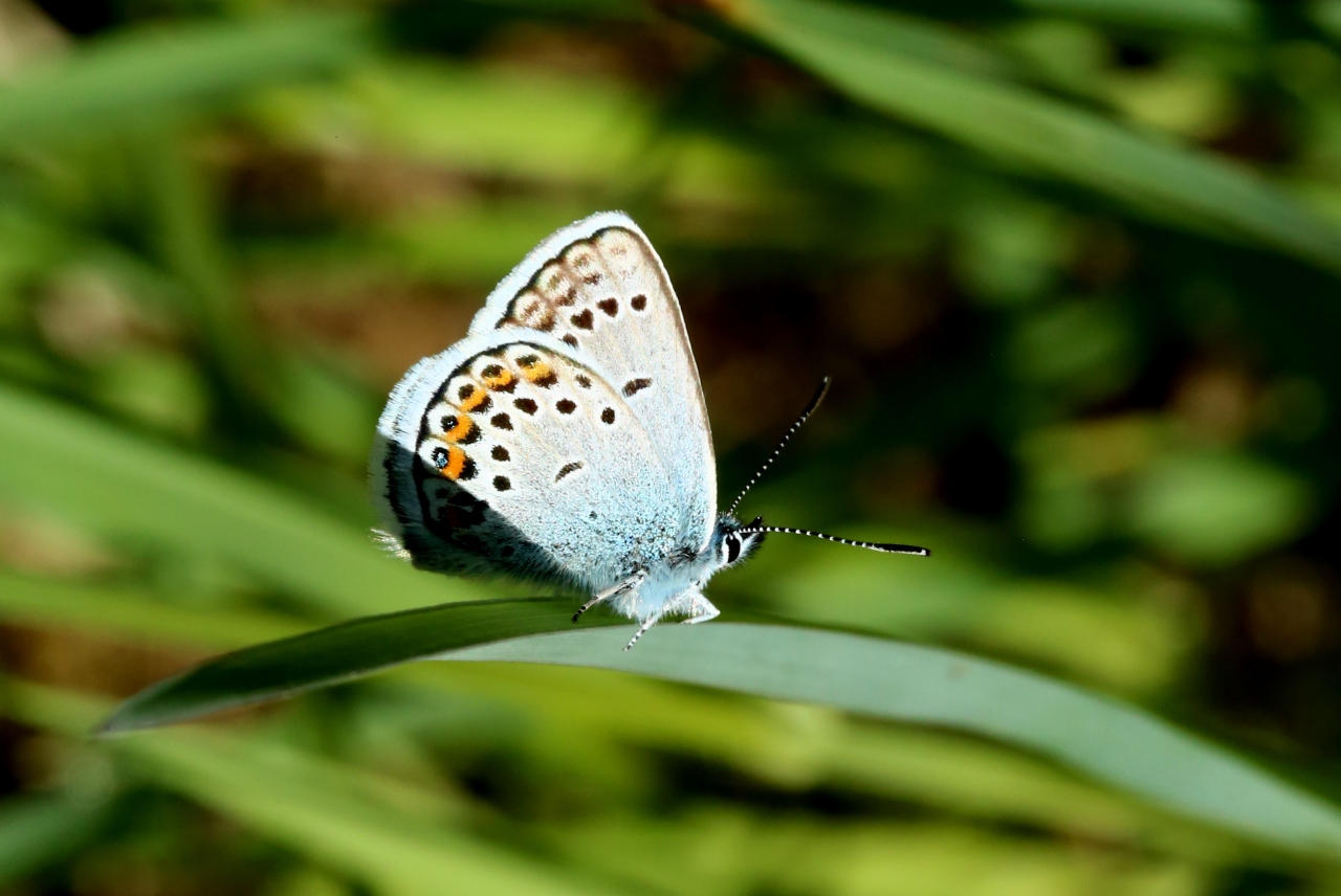 Plebejus argus (Linnaeus, 1758) - Azuré de l'Ajonc, Petit Argus (femelle)