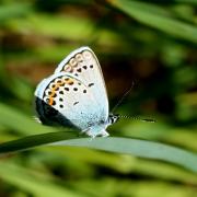 Plebejus argus (Linnaeus, 1758) - Azuré de l'Ajonc, Petit Argus (femelle)