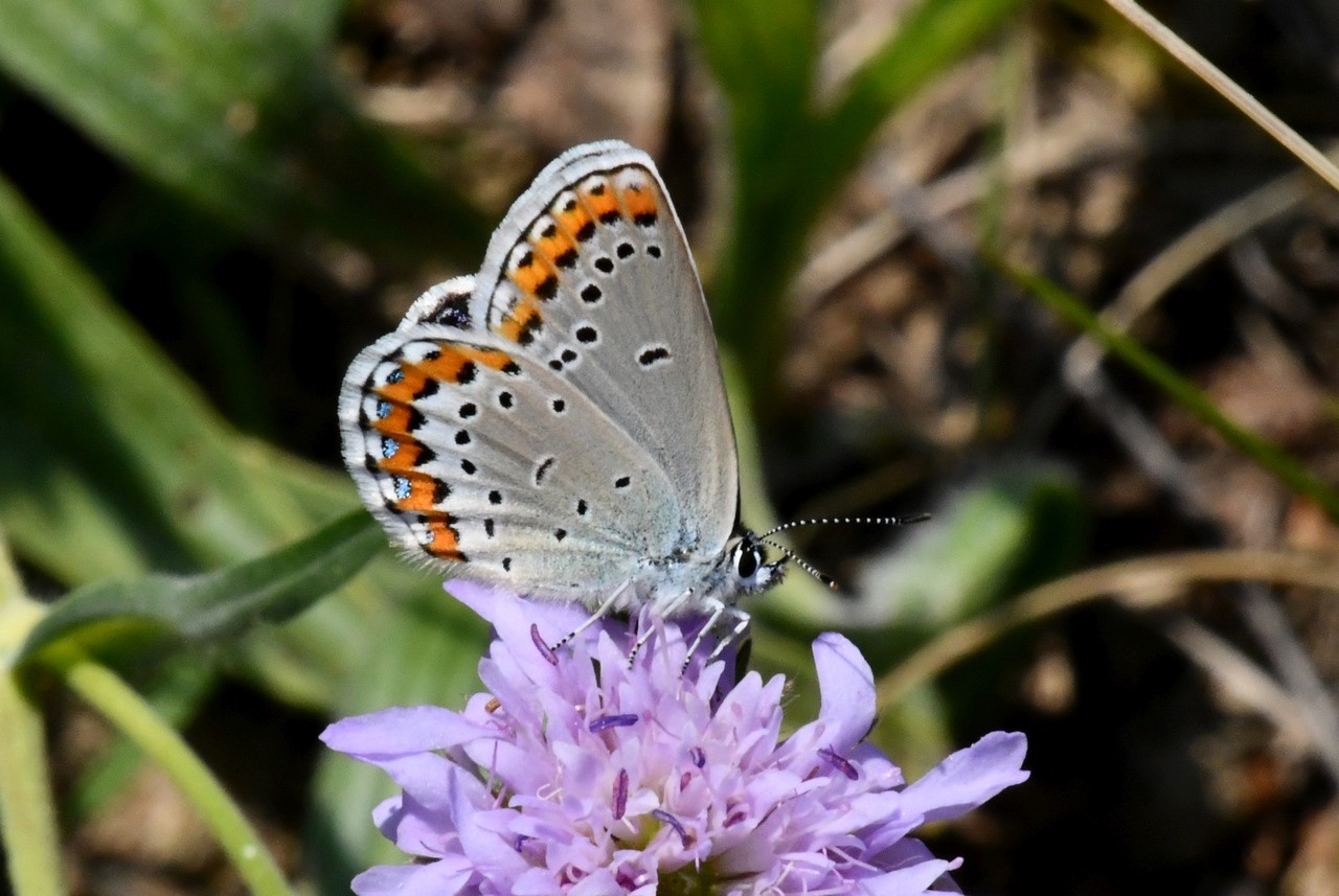 Plebejus argyrognomon (Bergsträsser, 1779) - Azuré des Coronilles (femelle)