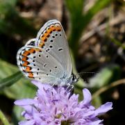 Plebejus argyrognomon (Bergsträsser, 1779) - Azuré des Coronilles (femelle)