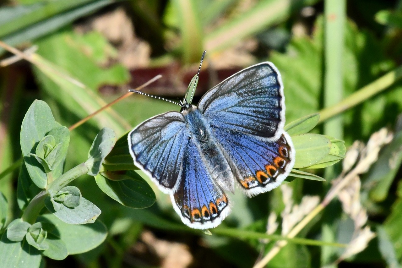 Plebejus argyrognomon (Bergsträsser, 1779) - Azuré des Coronilles (femelle)