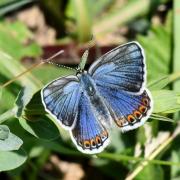 Plebejus argyrognomon (Bergsträsser, 1779) - Azuré des Coronilles (femelle)