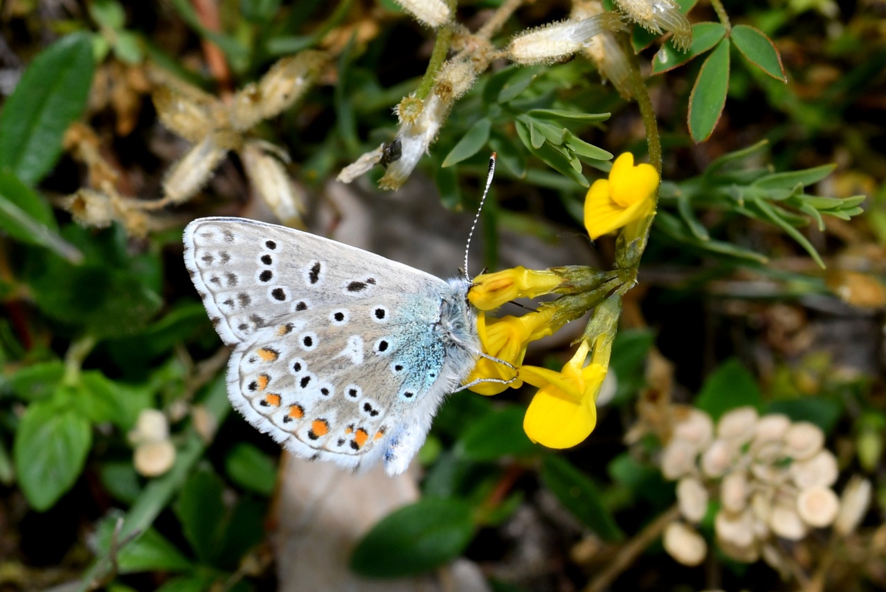 Lysandra bellargus (Rottemburg, 1775) - Bel-Argus, Azuré bleu céleste (mâle)