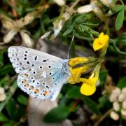 Lysandra bellargus (Rottemburg, 1775) - Bel-Argus, Azuré bleu céleste (mâle)