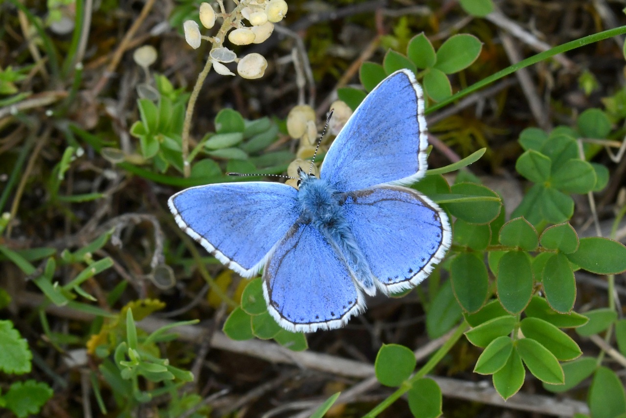 Lysandra bellargus (Rottemburg, 1775) - Bel-Argus, Azuré bleu céleste (mâle)