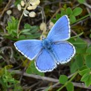 Lysandra bellargus (Rottemburg, 1775) - Bel-Argus, Azuré bleu céleste (mâle)