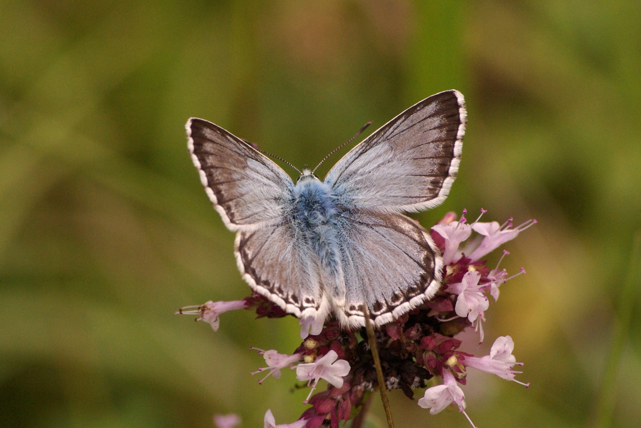 Lysandra coridon (Poda, 1761) - Argus bleu-nacré